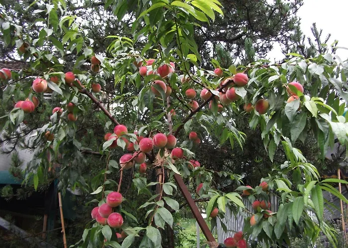Ferienwohnung Krottensee شقة *
